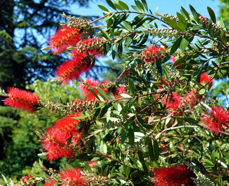 BOTTLEBRUSH PLANT EZMakaan