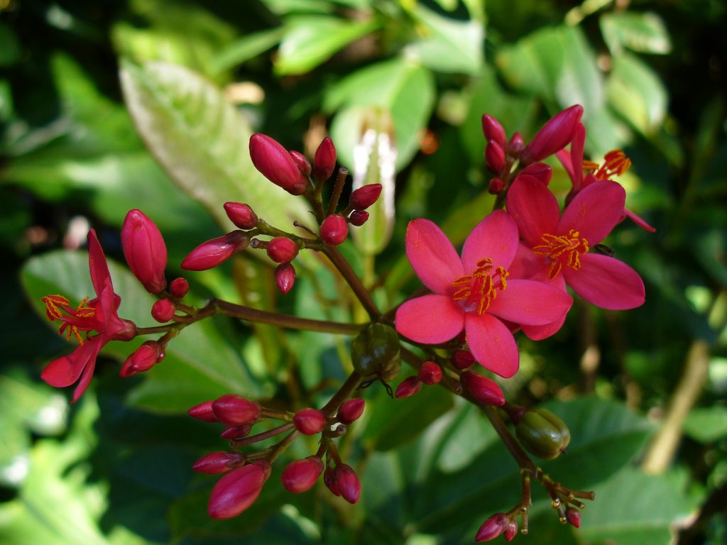 JATROPHA PLANT - EZMakaan