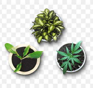 PLANTS